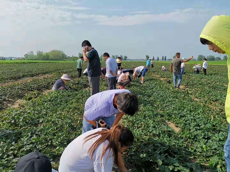 裸根苗陸地苗考察